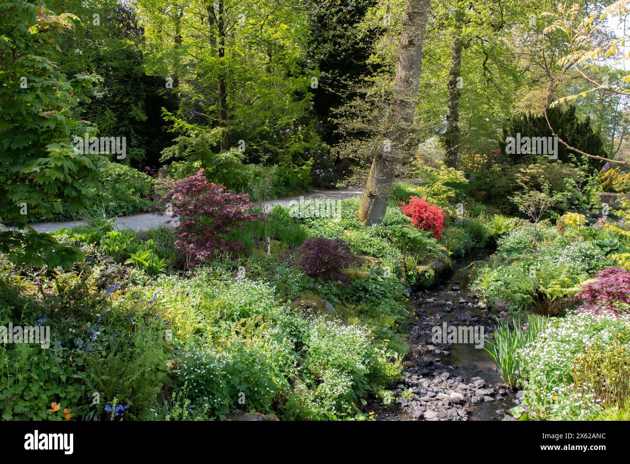 Colore tarda primavera dal ruscello a RHS Harlow Carr Foto Stock