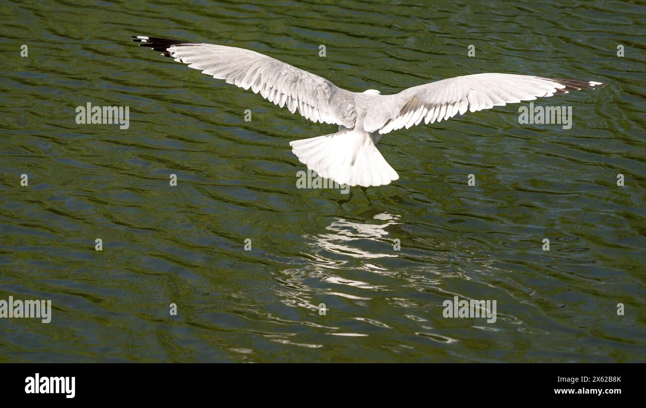 Laghetto del parco cittadino con un gabbiano in volo Foto Stock