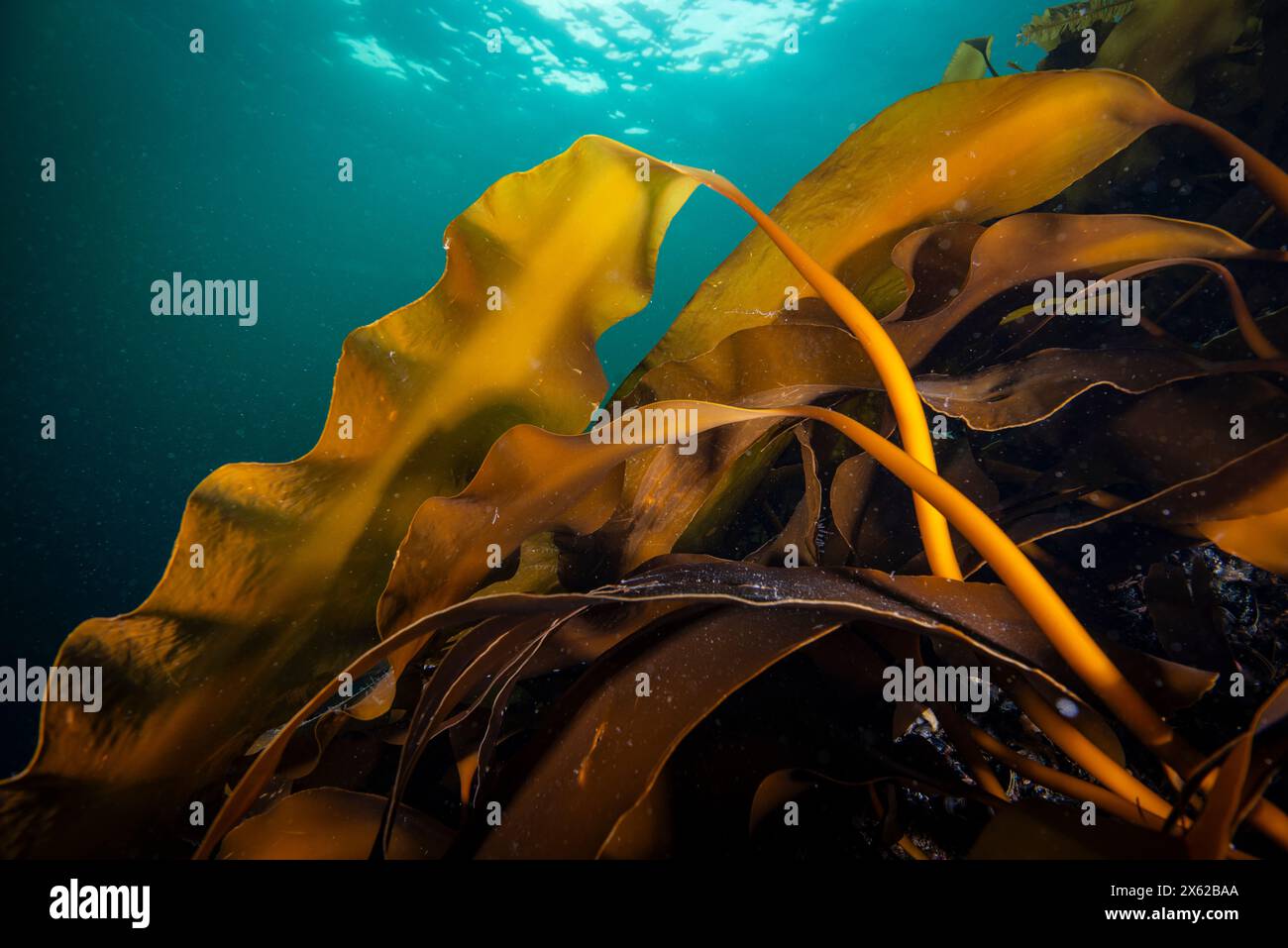 Hollow-Stemmed kelp sott'acqua nel fiume San Lorenzo in Canada Foto Stock