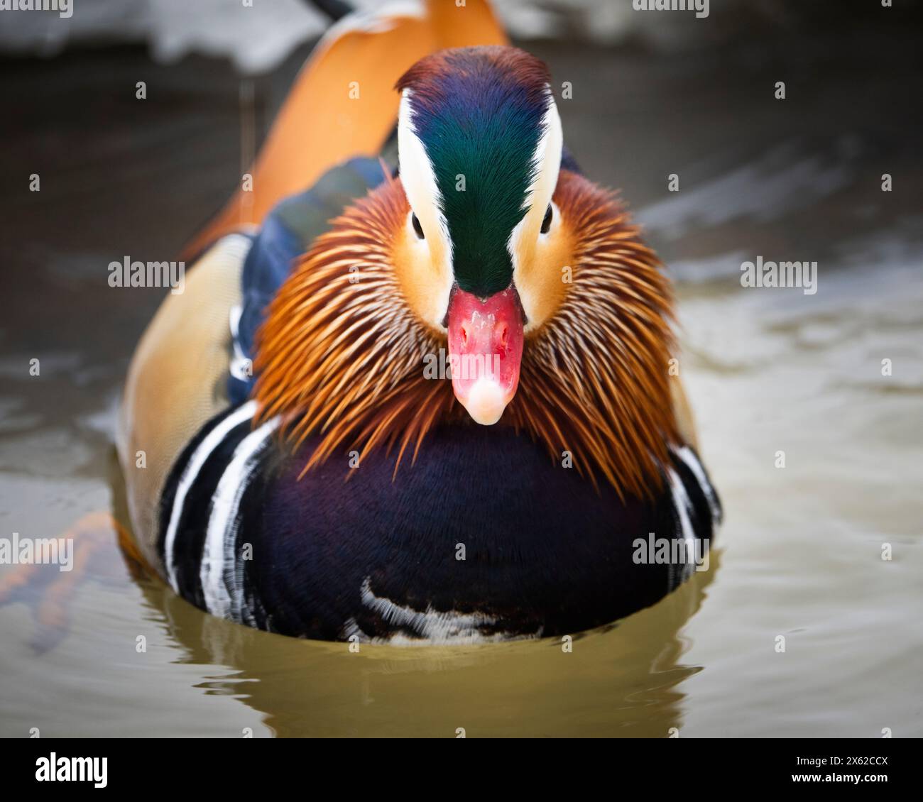 Fuggito dalla fattoria di anatra mandarina, lungo le rive del fiume San Lorenzo. Foto Stock