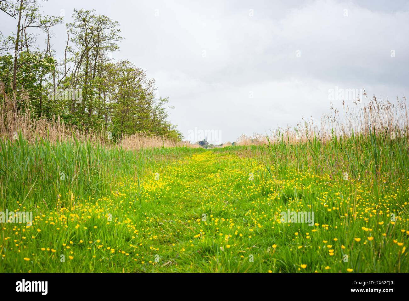 Il sentiero pedonale nel paesaggio olandese dei polder è ricoperto di coppe gialle Foto Stock