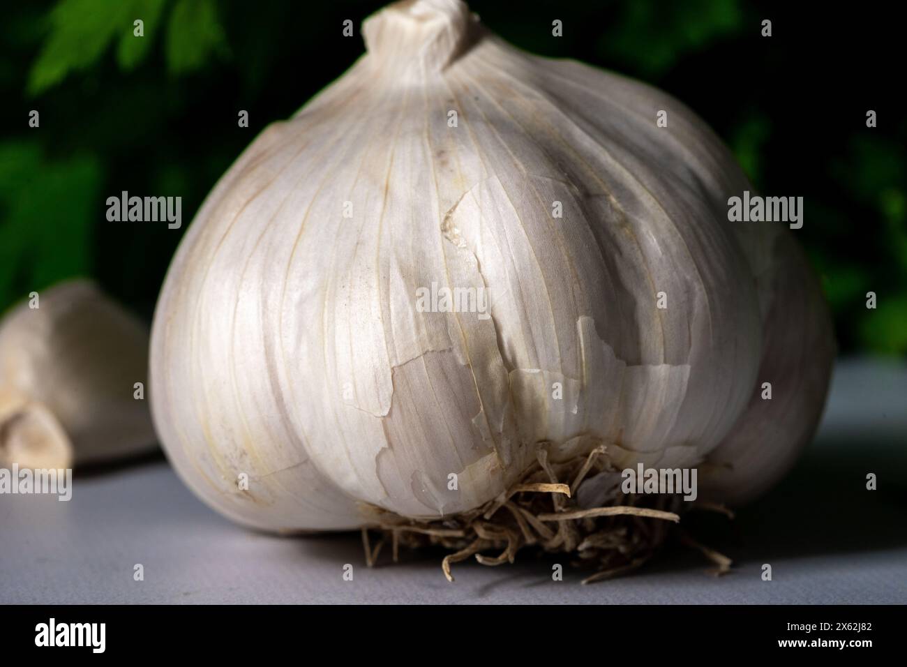 Bulbo d'aglio isolato. Ripresa in studio Foto Stock