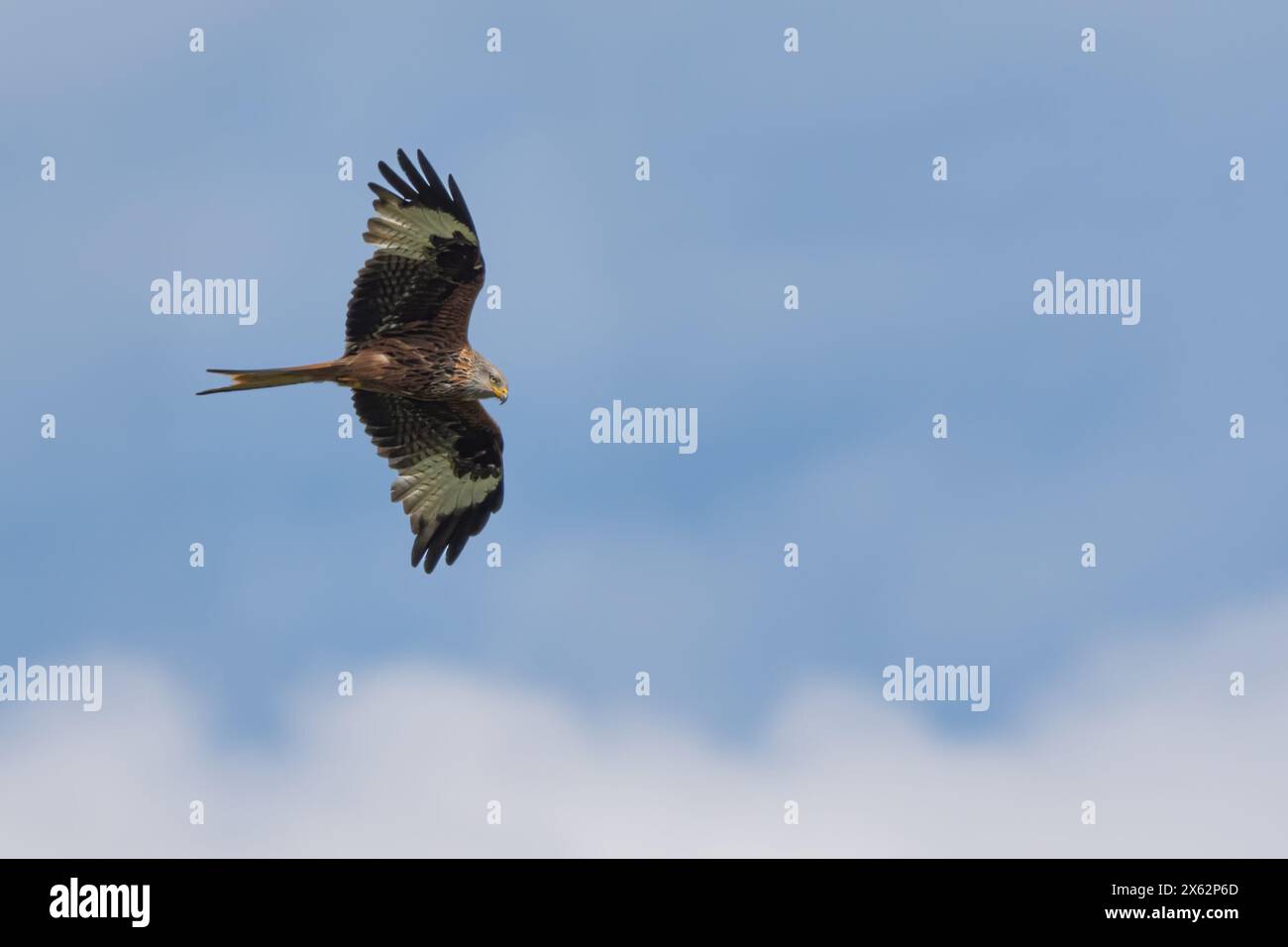 Red Kite (Milvus milvus), Orchill Hills, Perthshire, Scozia, Regno Unito. Foto Stock