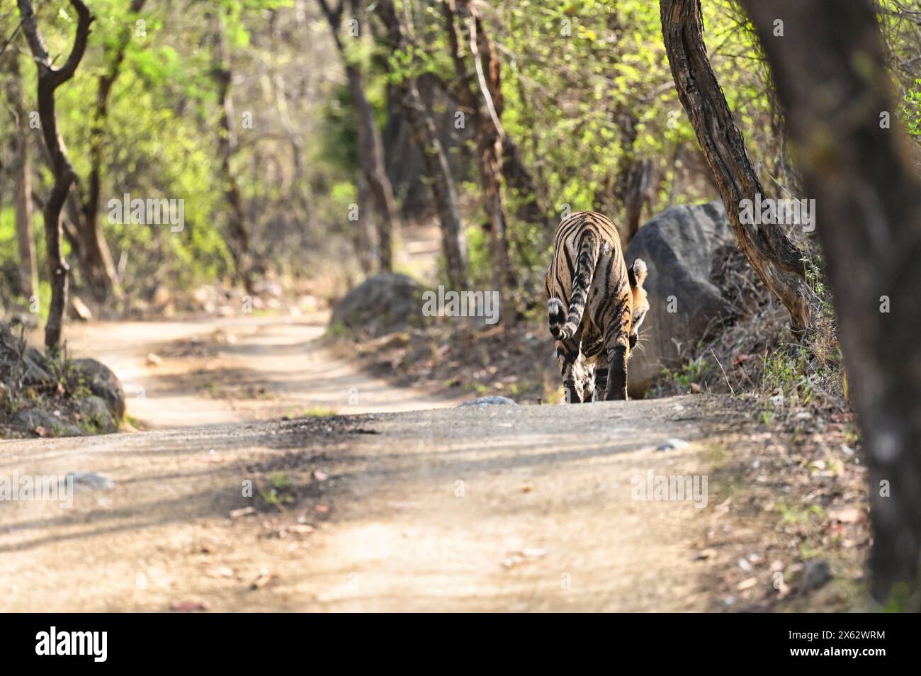 Turismo indiano della fauna selvatica Foto Stock