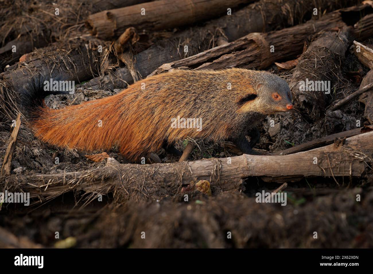 Mangusta dal collo a righe - mammifero a terra veloce di Urva vitticolla originario di foreste e arbusti dall'India meridionale allo Sri Lanka, dal marrone arrugginito al grizzled Foto Stock