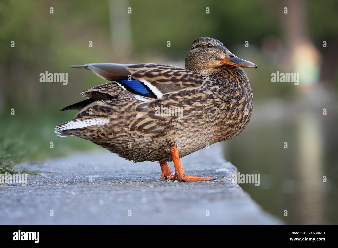 Maschili che si rilassano vicino allo stagno delle anatre (Anas platyrhynchos) Foto Stock