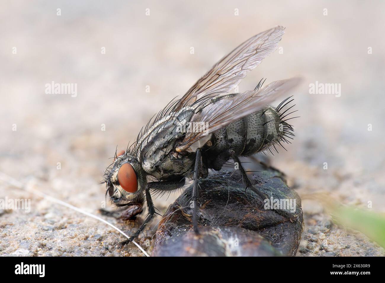 Macro shot carne mosca, immagine messa a fuoco impilata (Sacrophaga carnaria) Foto Stock