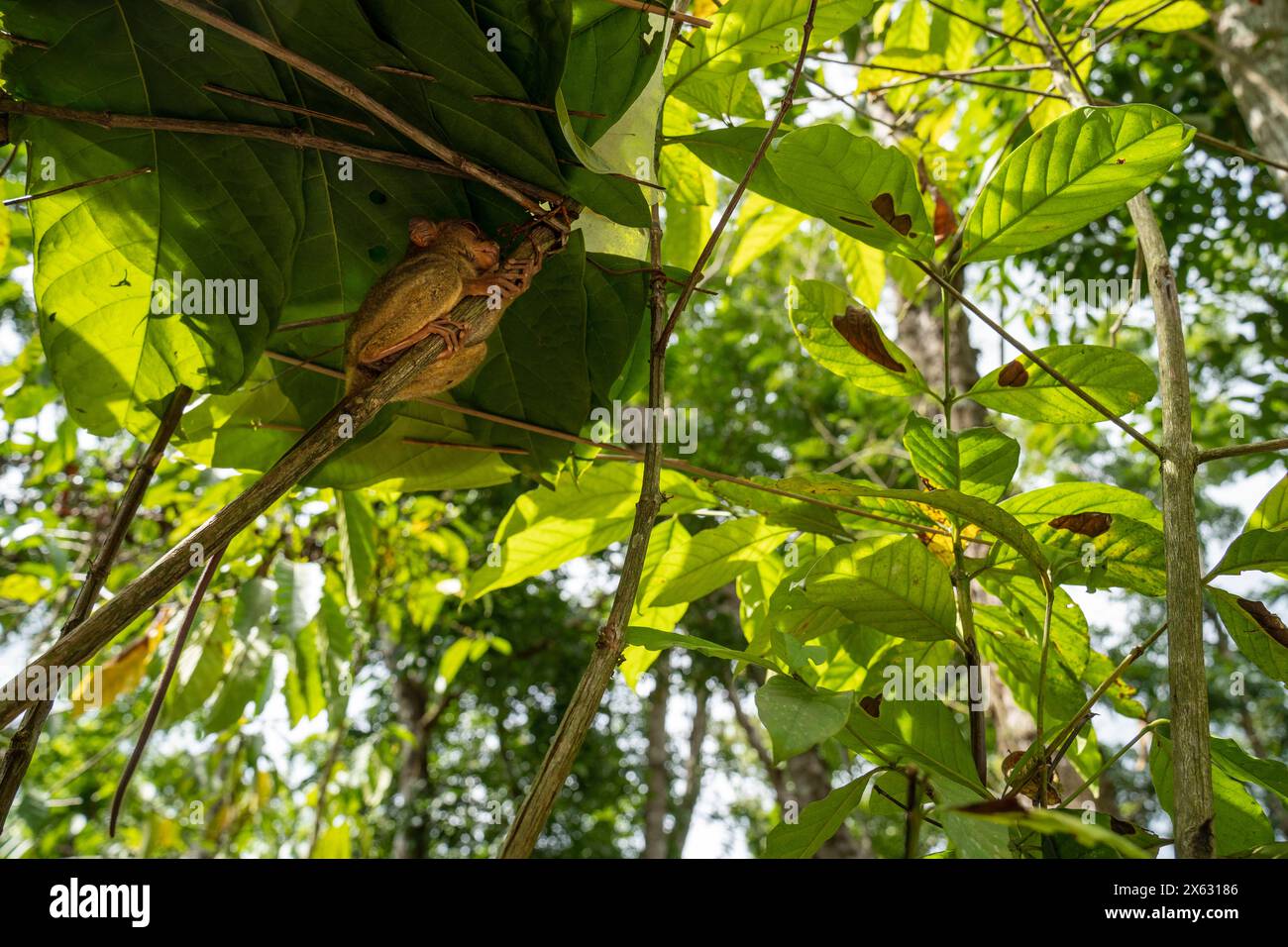 Nascosto tra il verde del fogliame, un tarsier si aggrappa silenziosamente a un ramo nella sua lussureggiante foresta pluviale. Questa immagine cattura il minuscolo primate in un raro mo Foto Stock