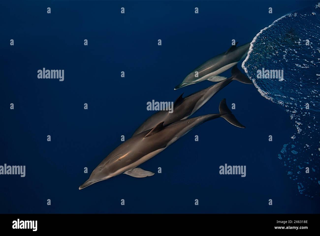 Graziosi delfini che scivolano attraverso il mare blu profondo, con uno che conduce la strada. I loro corpi eleganti sono illuminati dalla luce naturale dall'alto, capturi Foto Stock