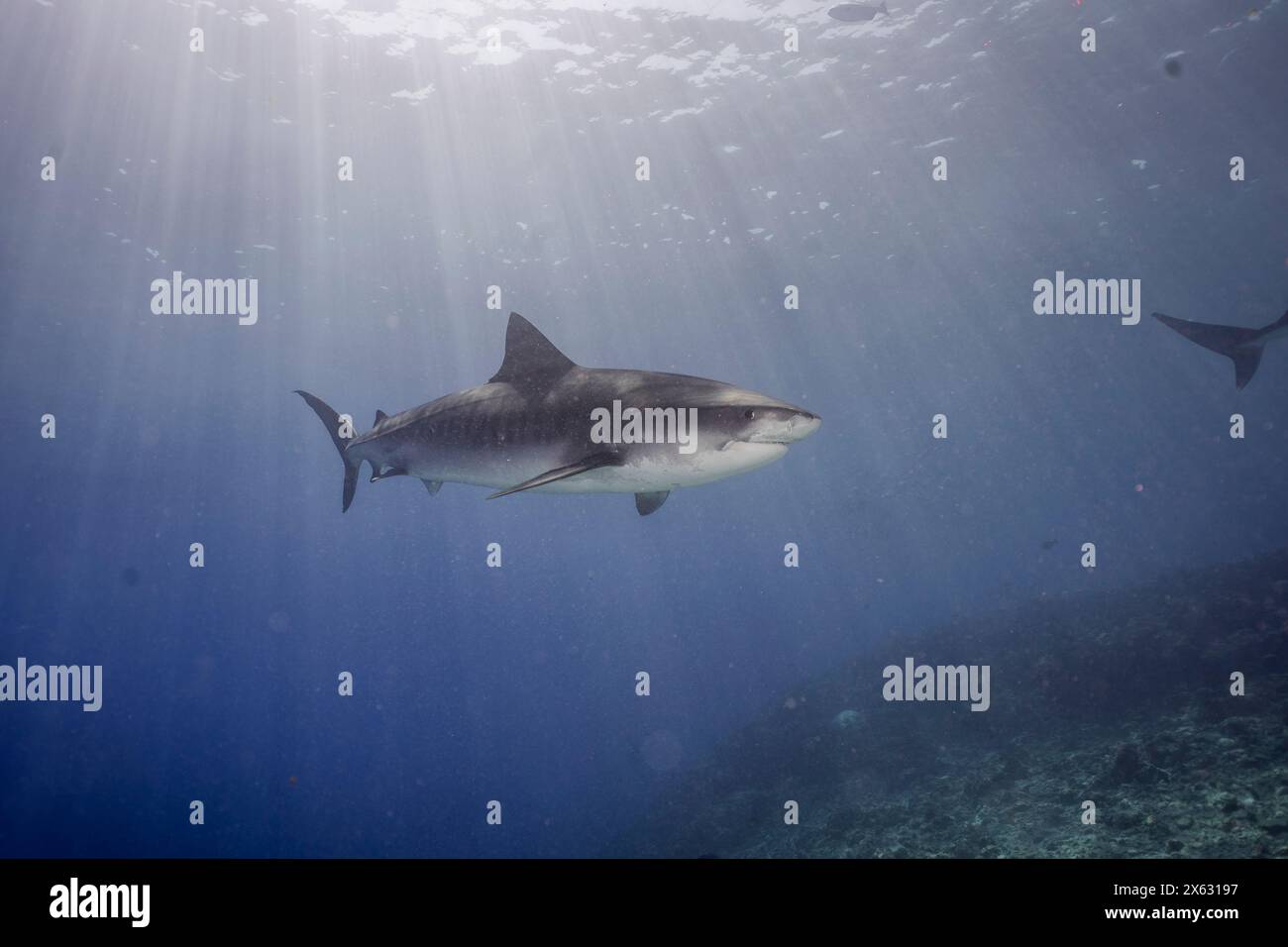 Questa suggestiva immagine presenta uno squalo tigre che nuota con grazia sul fondale sabbioso dell'oceano, sotto la superficie scintillante dell'acqua. La luce del sole fi Foto Stock