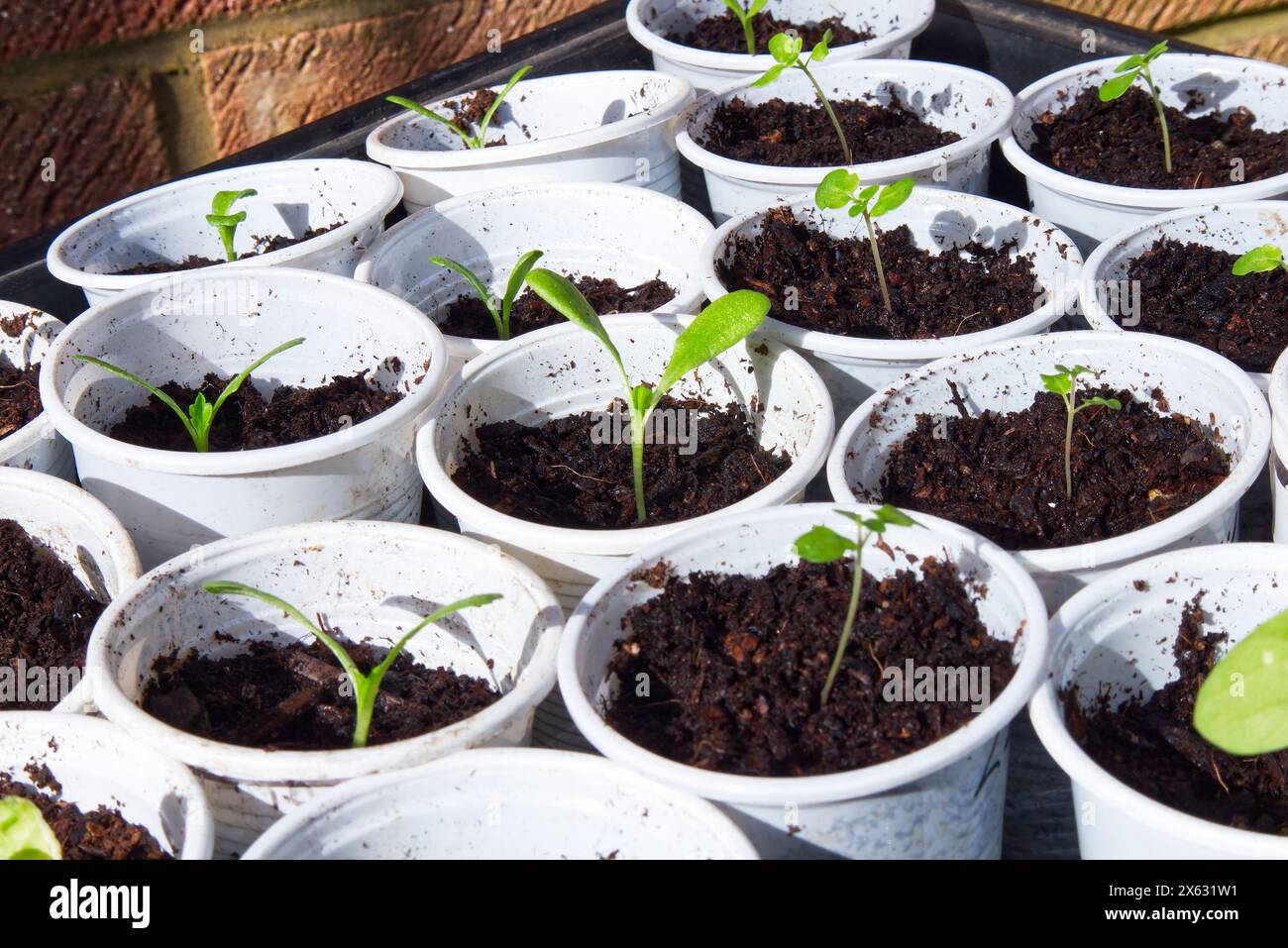 Piantine in bicchieri di plastica bianchi riutilizzate per il giardinaggio Foto Stock