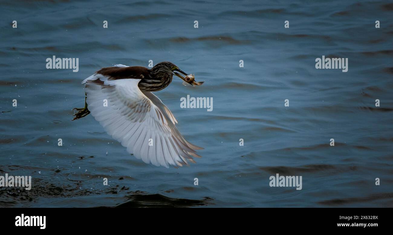 Gli aironi sono uccelli a zampa lunga e dal collo lungo che fanno parte della famiglia degli Ardeidae. Sono tipicamente uccelli alti con ali larghe e lunghi, dritti Foto Stock