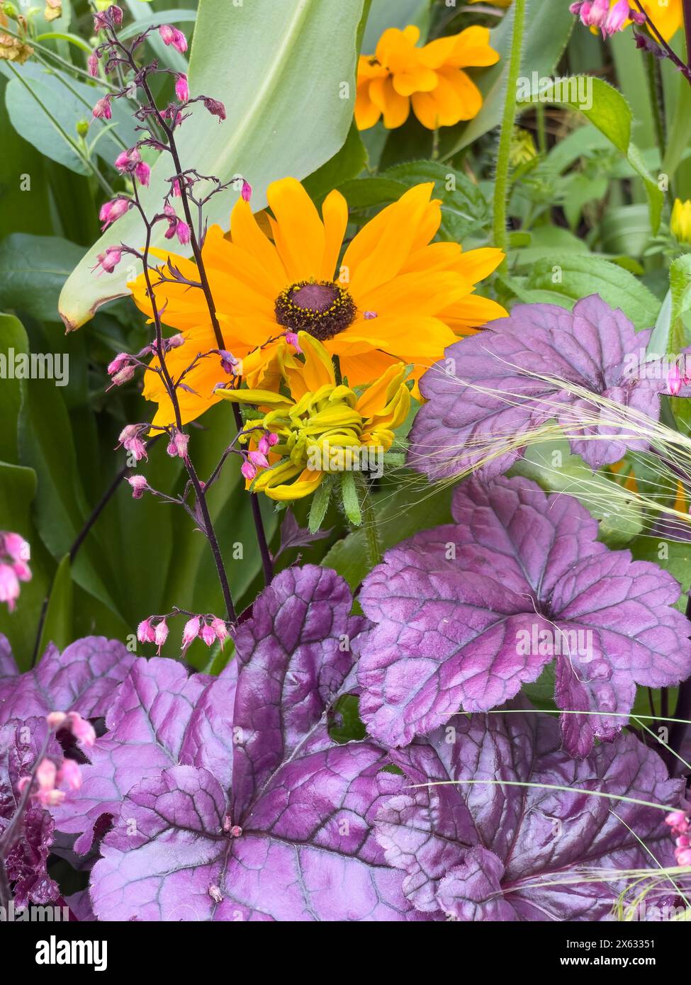 Heuchera Forever Purple con una Rudbeckia gialla che cresce in un giardino del Regno Unito. Foto Stock