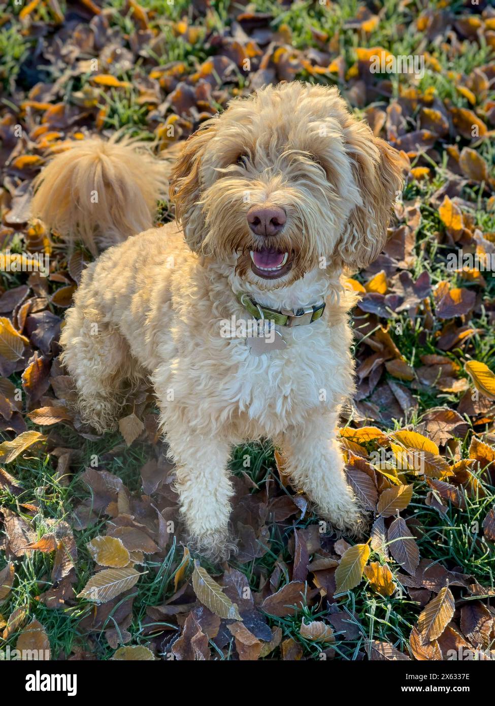 Cockapoo biondo e traballante seduto tra foglie autunnali congelate e retroilluminate Foto Stock