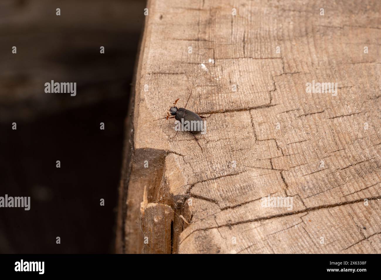 Maladera holosericea famiglia Scarabaeidae genere Maladera Bug natura selvaggia insetti fotografia, foto, carta da parati Foto Stock