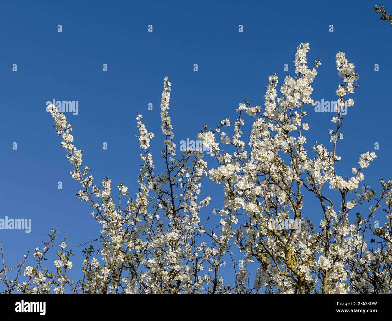 Fiore bianco su un melo di granchio visto contro un cielo blu. Foto Stock