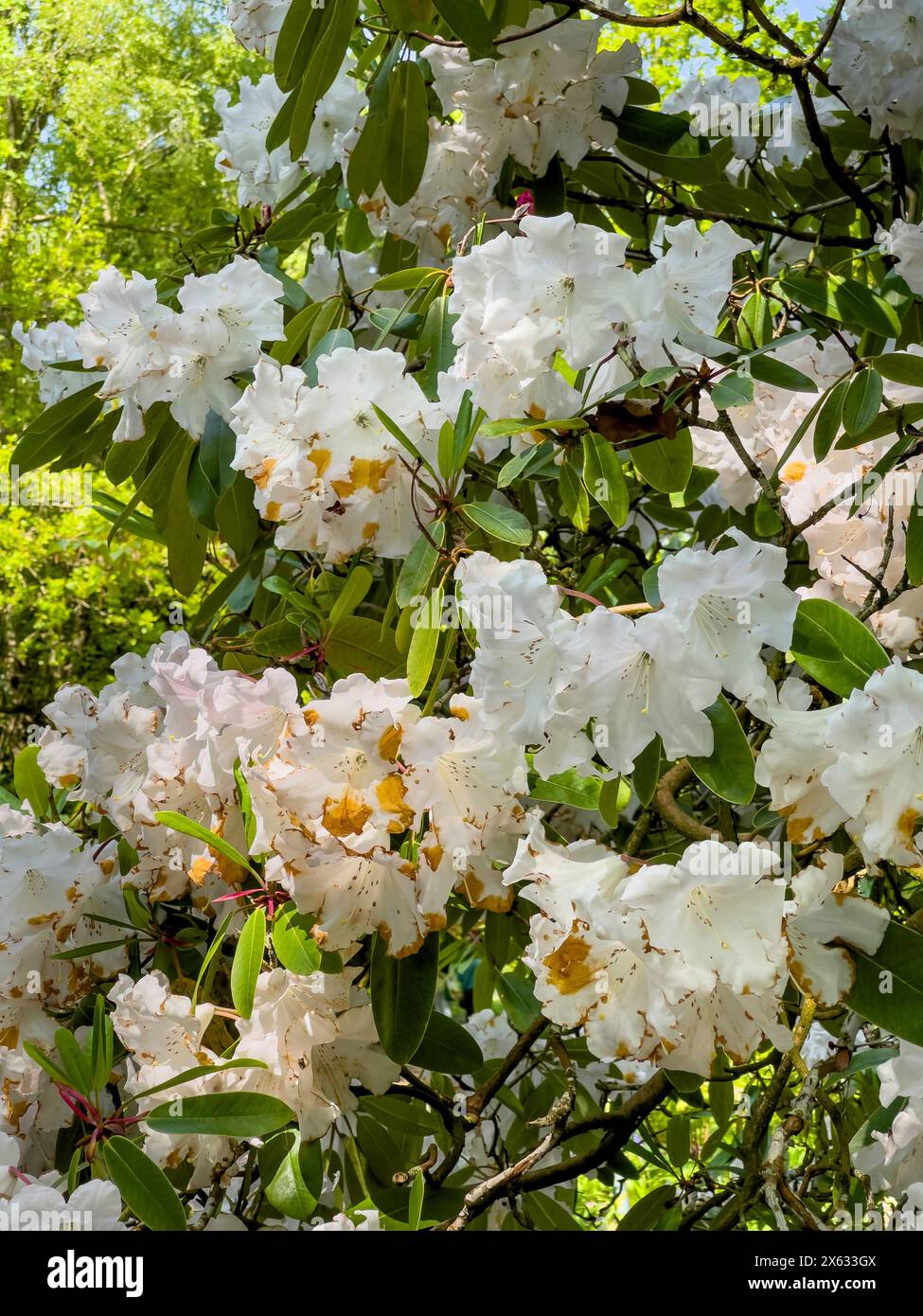 Rhododendron 'Loderi King George' con i suoi fiori bianchi, che crescono in un giardino del Regno Unito. Foto Stock