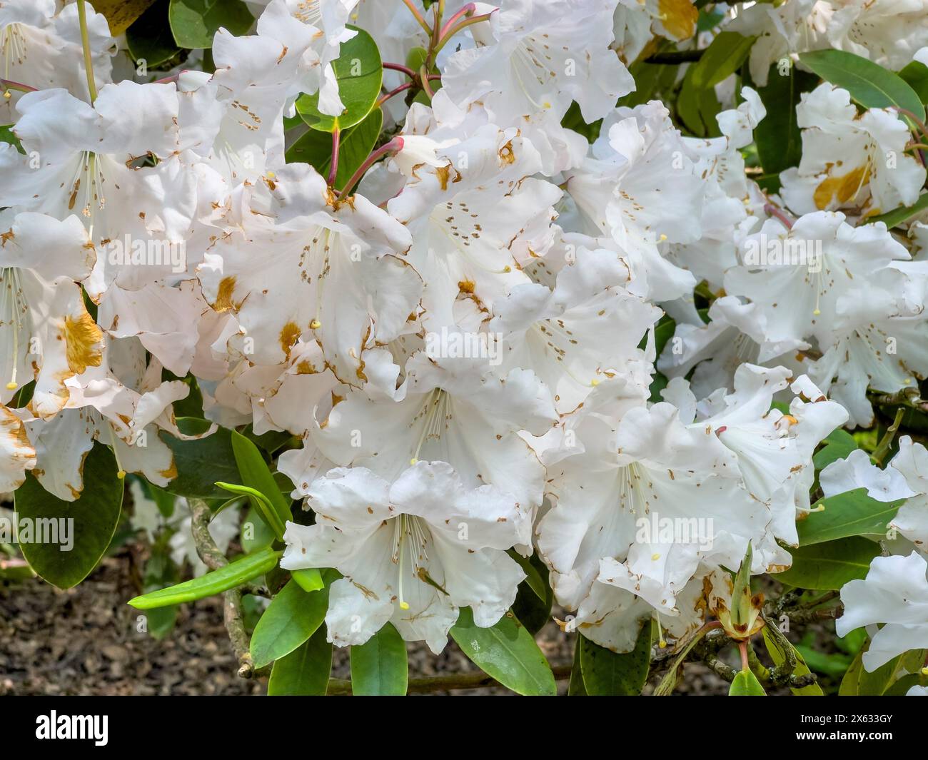 Rhododendron 'Loderi King George' con i suoi fiori bianchi, che crescono in un giardino del Regno Unito. Foto Stock