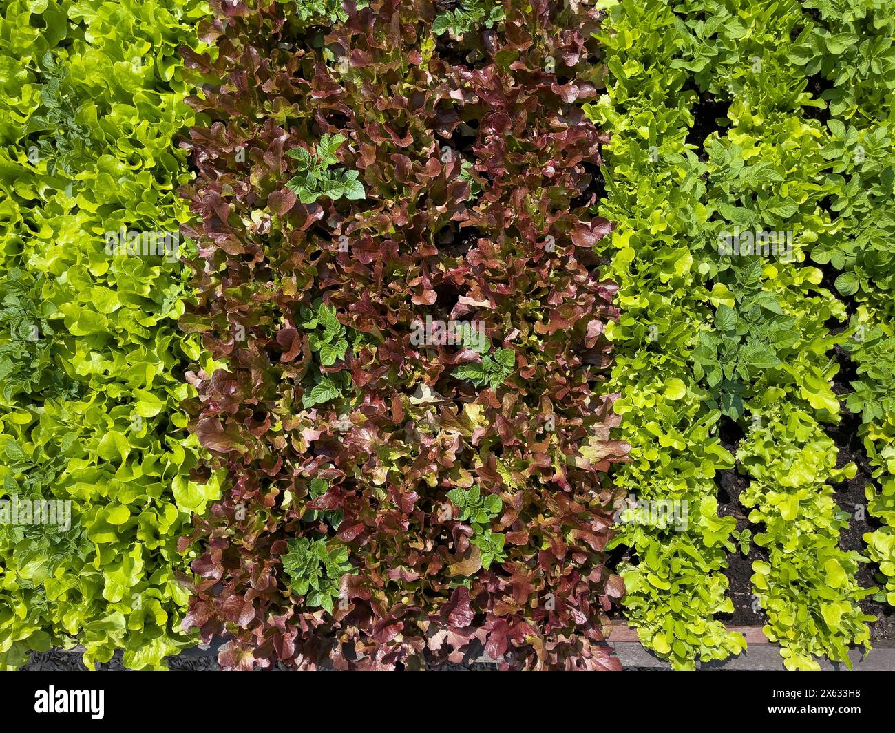 Compagna che semina lattuga 'Salad Bowl' e 'Red Salad Bowl' tra le file di patate 'più importanti' nell'assegnazione del Regno Unito. Foto Stock