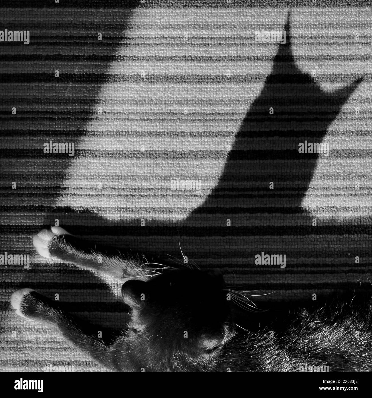 Gatto nero con zampe bianche scattate in forte luce del sole creando un'ombra a forma di gatto. Foto Stock