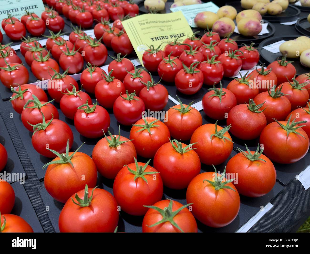 File di pomodori premiati esposti con certificati ad una mostra di verdure. Foto Stock