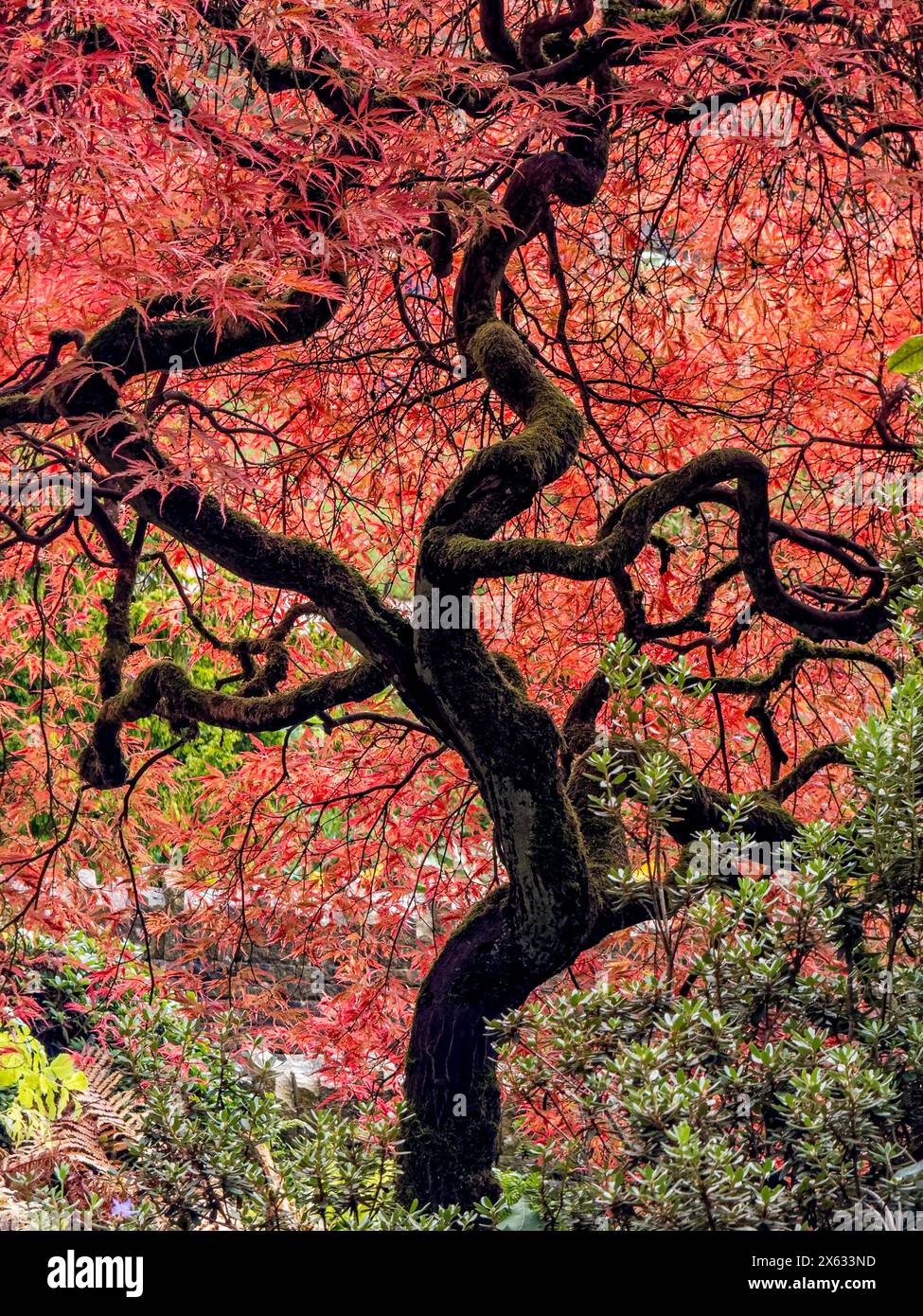 Guarda verso l'alto il tettoio di un Acer storto con foglie autunnali di colore rosso brillante. Foto Stock