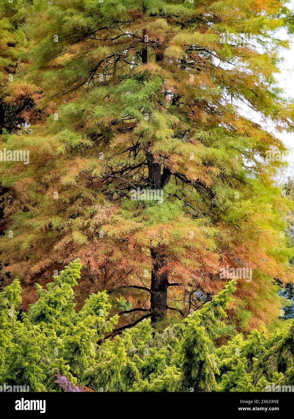 Conifere decidue verdi che diventano gradualmente marroni in autunno. Foto Stock