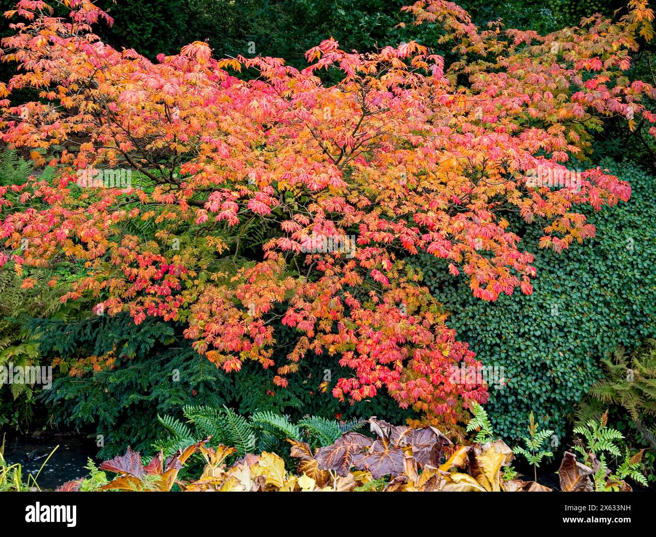 Albero Acer Palmatum con foglie autunnali rosse accanto al fogliame verde di arbusti sempreverdi. Foto Stock
