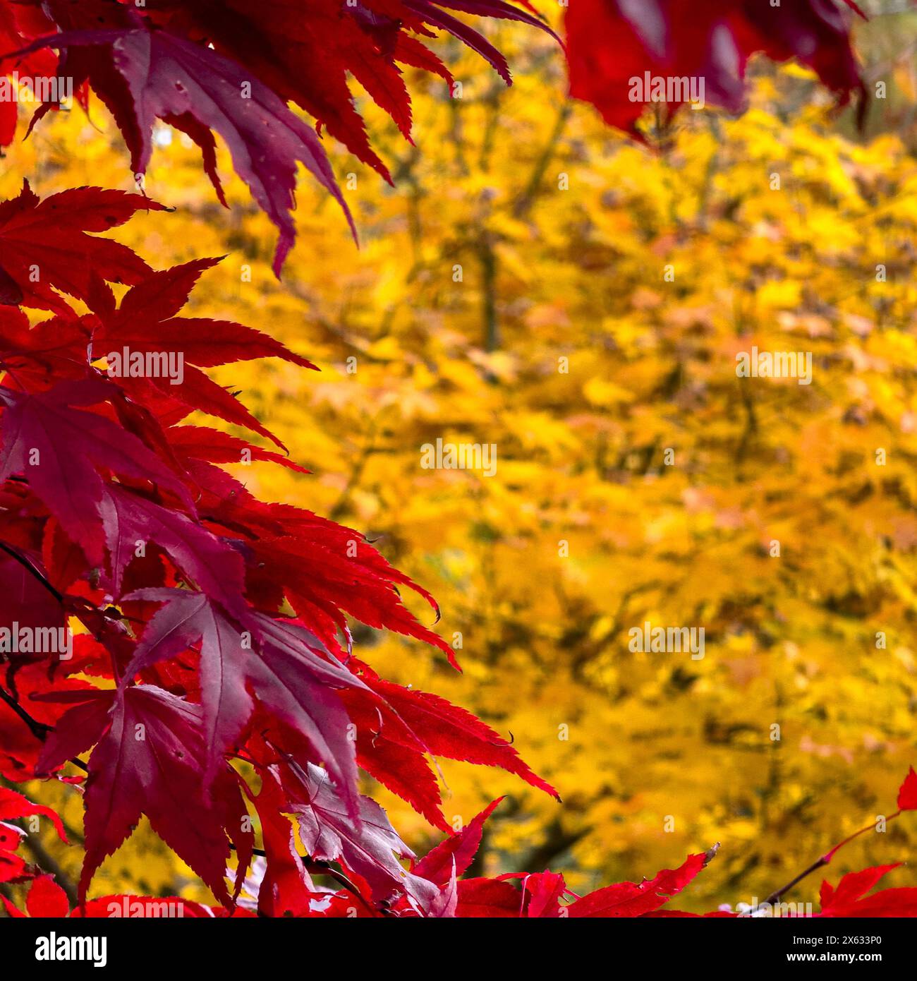 Assi di colore giallo e rosso autunno Foto Stock