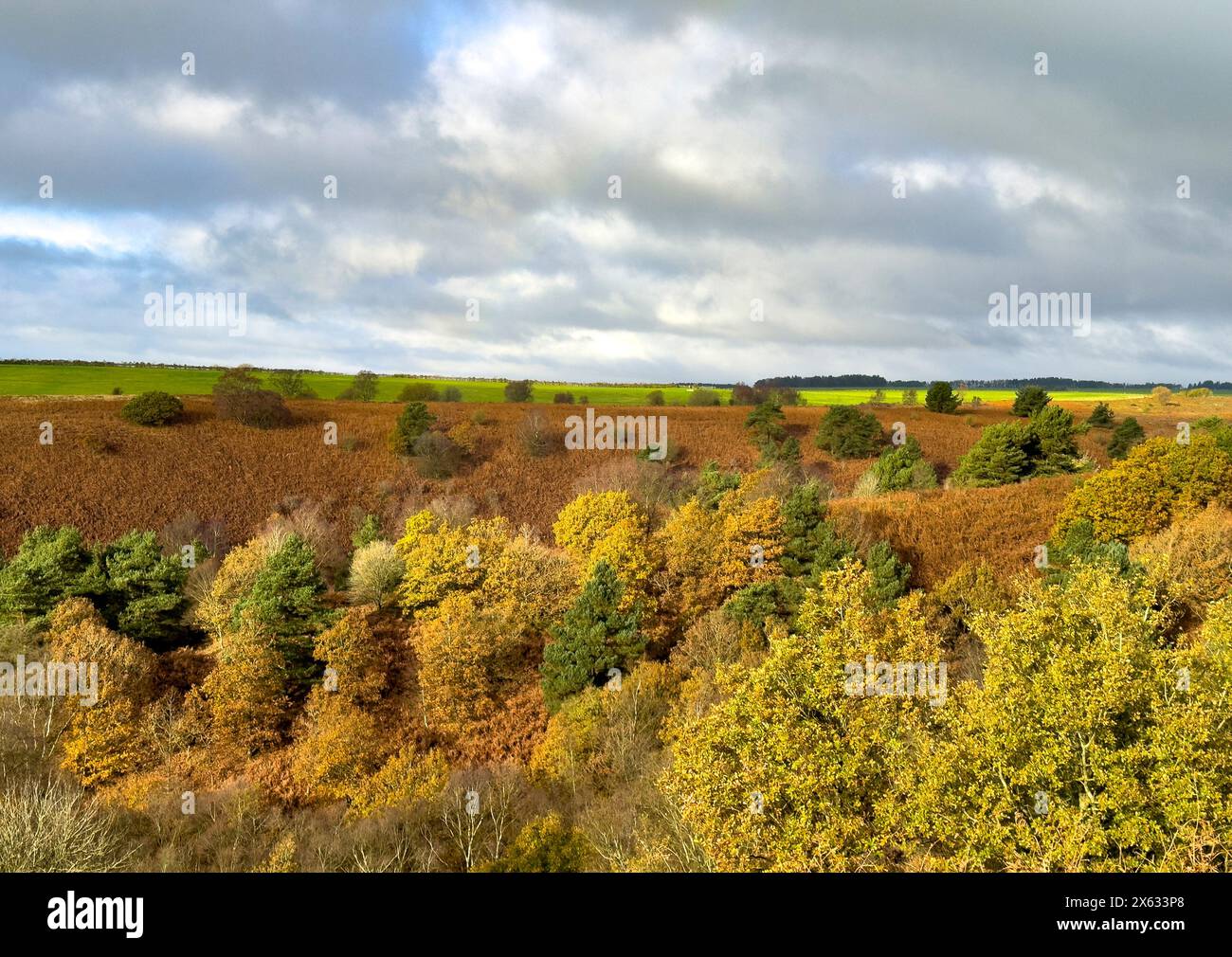 Riserva naturale di Bridestones nella foresta di Dalby. North Yorkshire. REGNO UNITO Foto Stock
