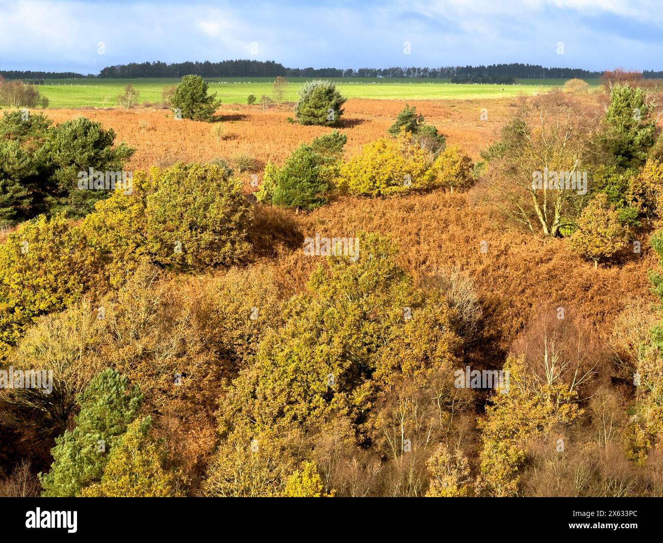 Riserva naturale di Bridestones nella foresta di Dalby. North Yorkshire. REGNO UNITO Foto Stock