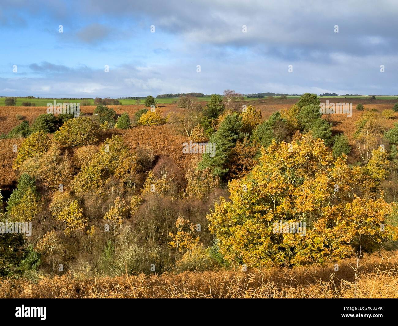 Riserva naturale di Bridestones nella foresta di Dalby. North Yorkshire. REGNO UNITO Foto Stock