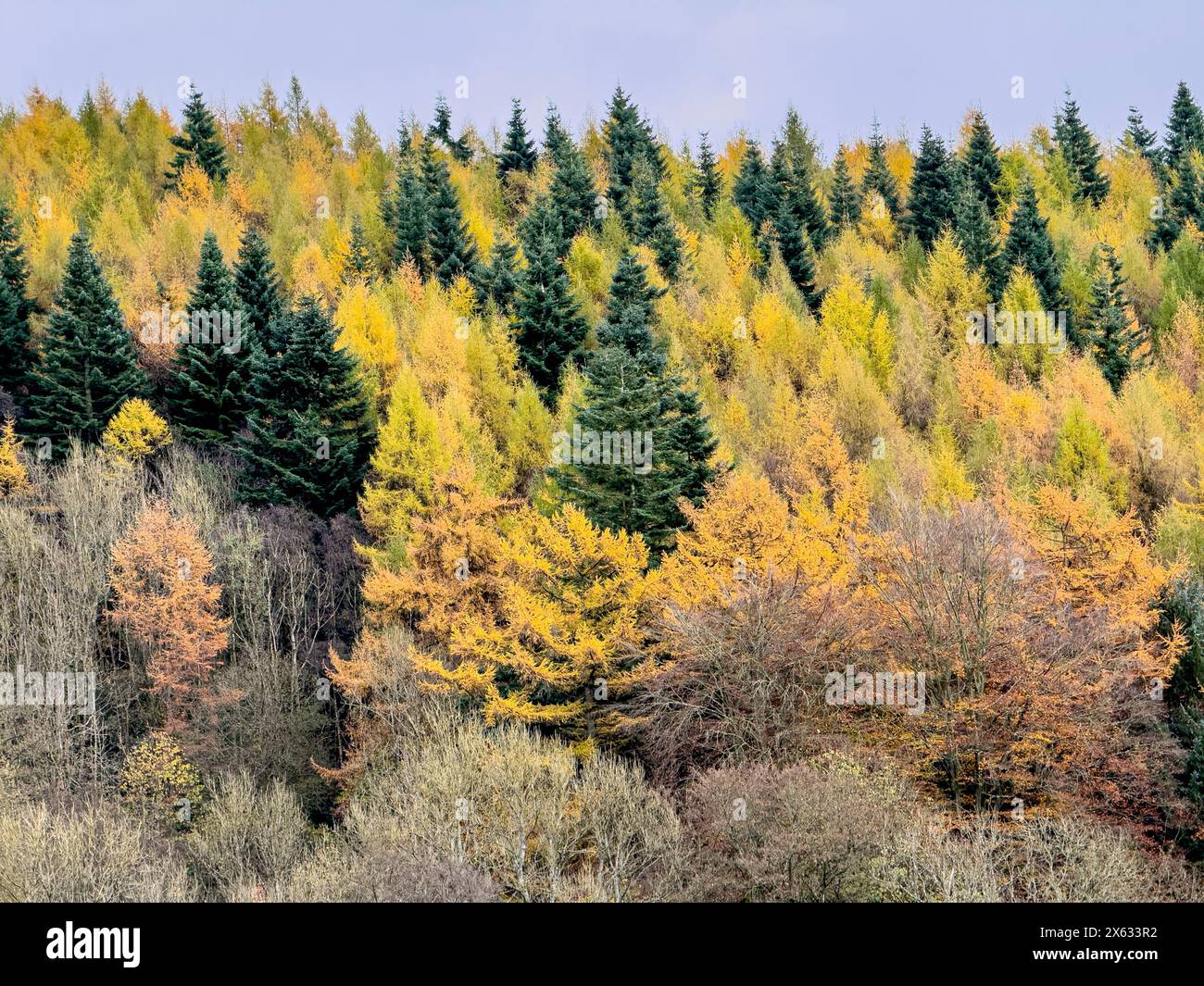 Vista sopraelevata di una foresta di conifere. REGNO UNITO Foto Stock