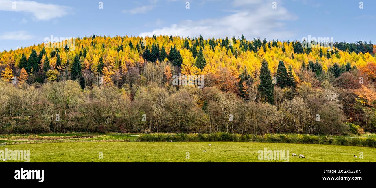 Alberi decidui e conifere in autunno visti dal punto panoramico elevato di Dalby Forest Drive. North Yorkshire, Regno Unito Foto Stock