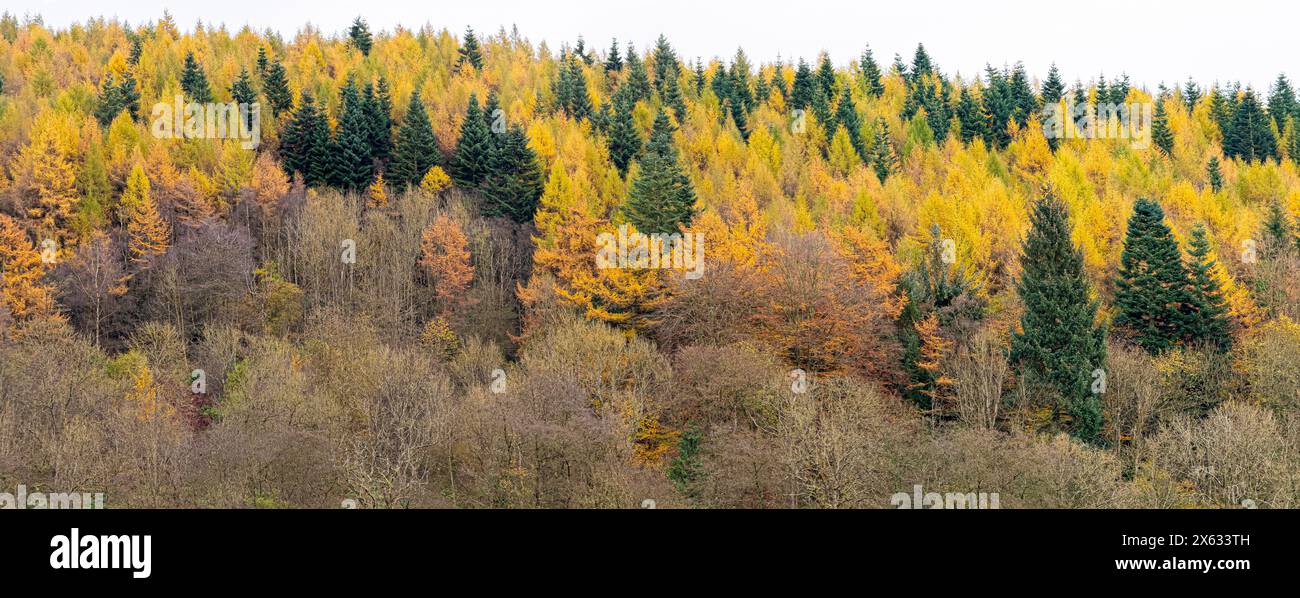 La vista panoramica degli alberi decidui e delle conifere in autunno è visibile dal punto panoramico sopraelevato di Dalby Forest Drive. North Yorkshire, Regno Unito Foto Stock