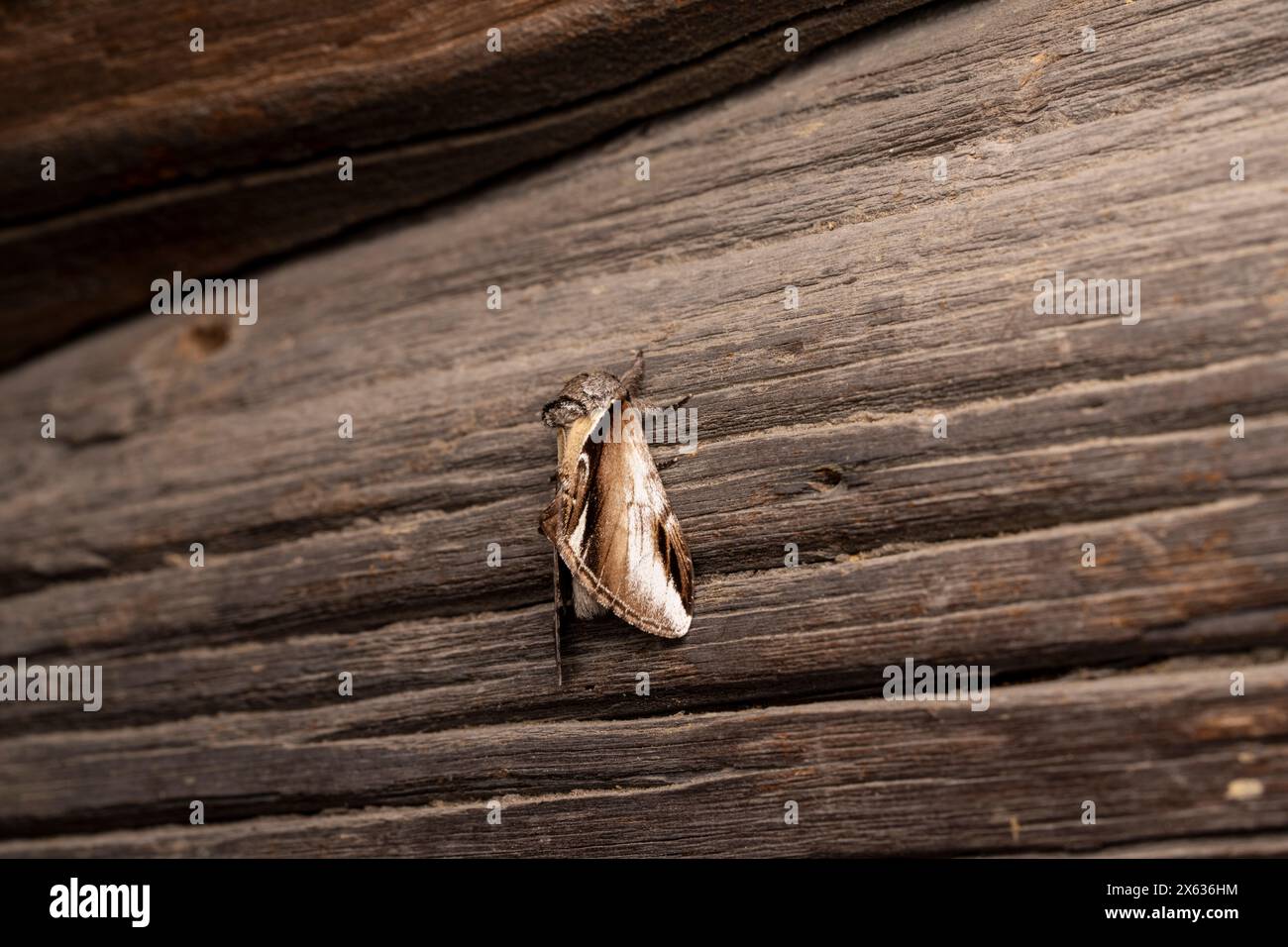 Pheosia gnoma famiglia Notodontidae genere Pheosia Lesser ingoiare falena prominente natura selvaggia insetti fotografia, foto, sfondo Foto Stock