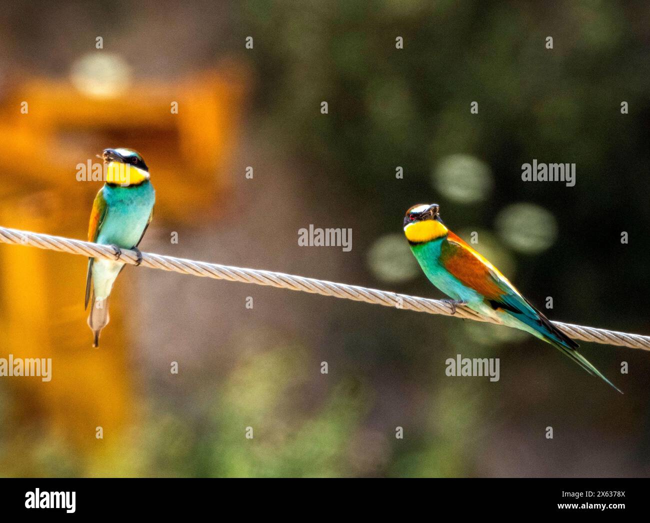 Coloratissimi apicoltori europei (Merops apiaster) con linea di alimentazione delle api. Androlikou, Cipro Foto Stock