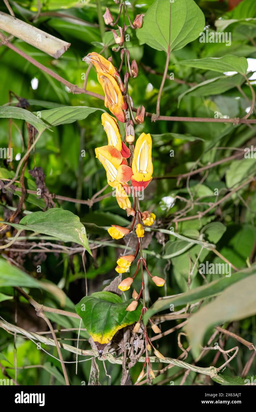 Primo piano di un fiore in fiore di Mysore trumpetvine (thunbergia mysorensis) Foto Stock