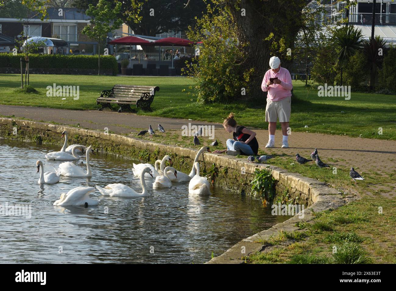 Nonno e nipote nutrono i cigni su Christchurch Quay al sole della sera Foto Stock