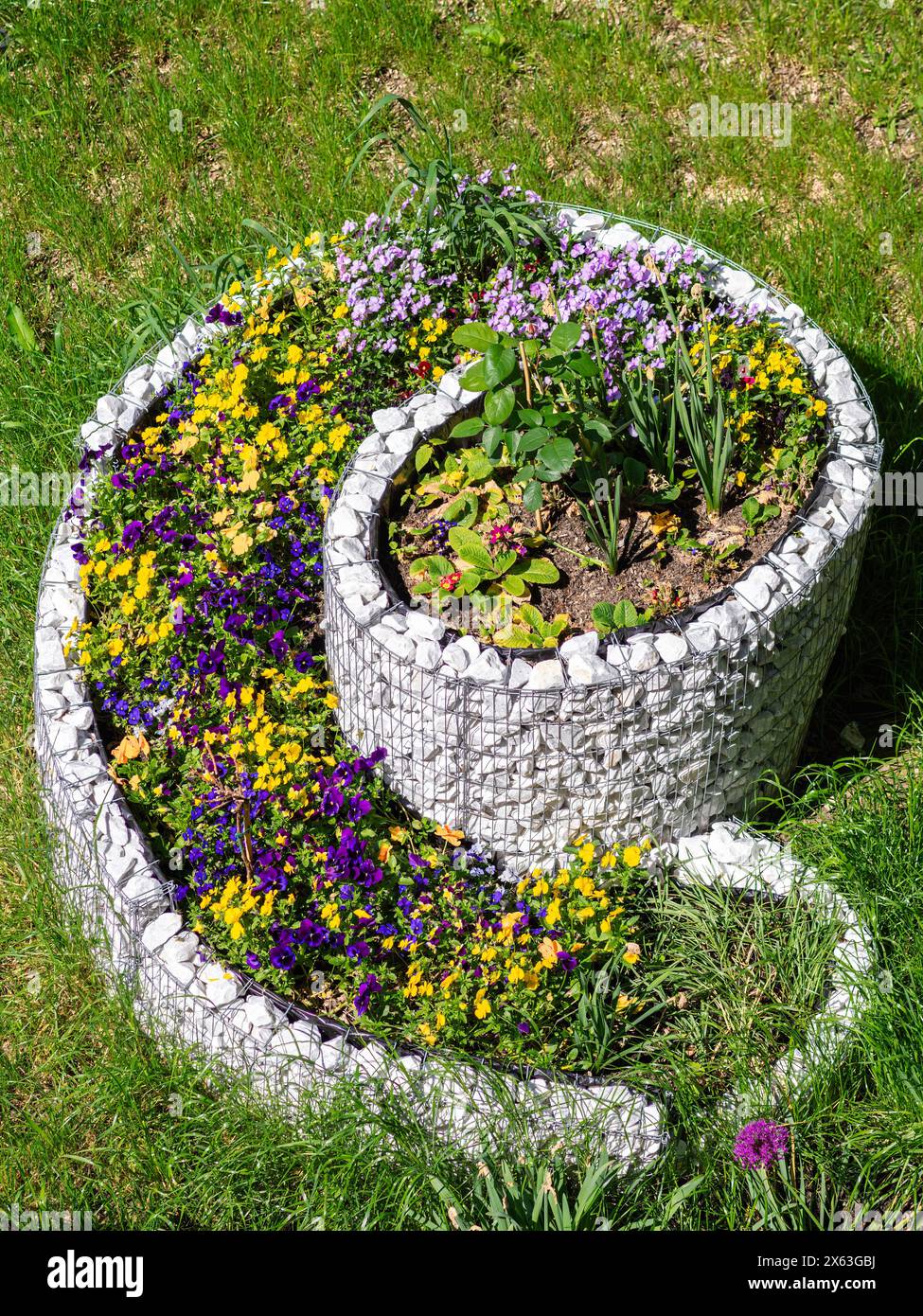 Aiuola decorativa a spirale in pietra con fiori primaverili in fiore. Foto Stock