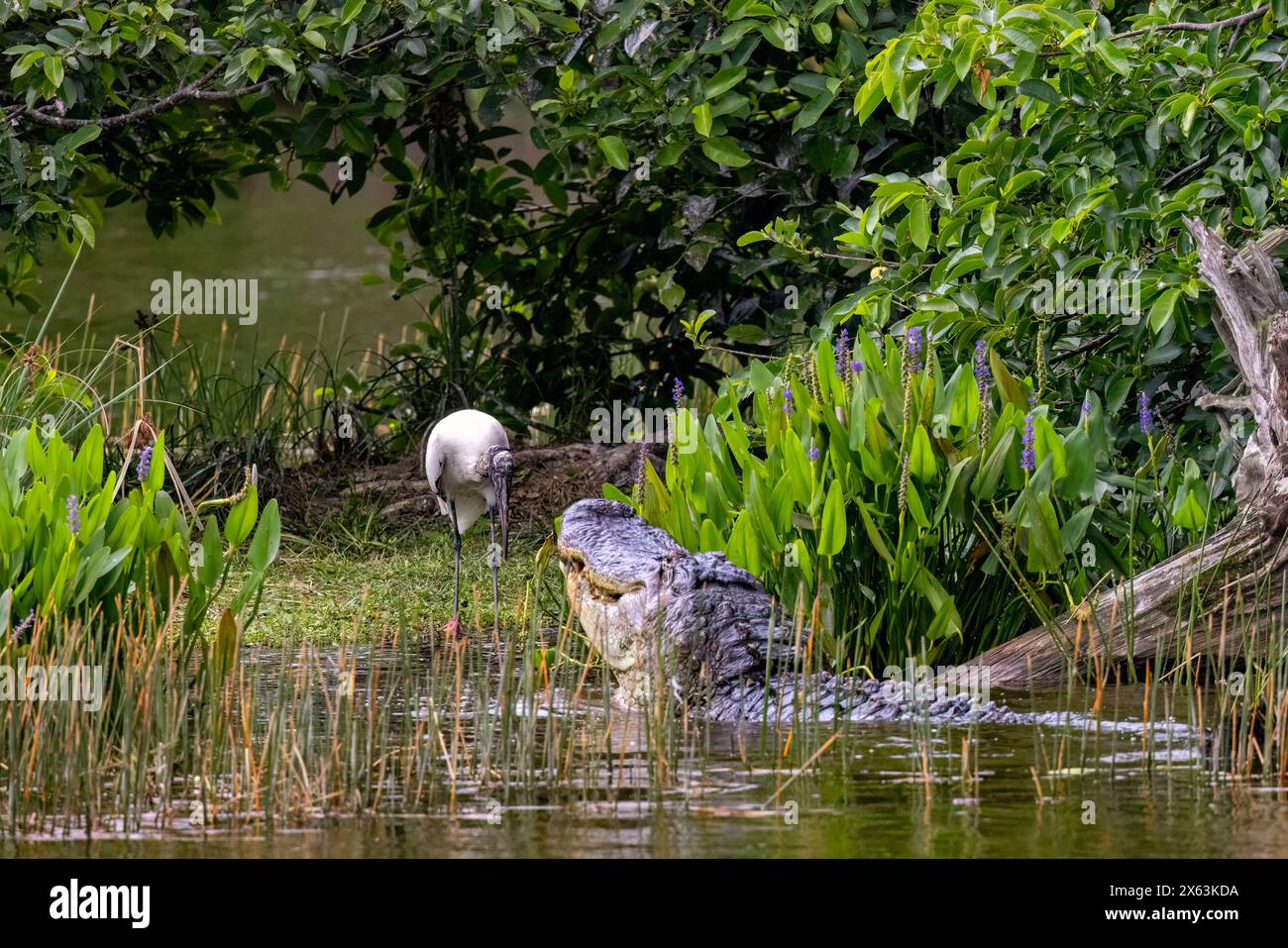Alligatore americano (Alligator missippiensis) in avvicinamento a una cicogna (Mycteria americana) a Wakodahatchee Wetlands, Delray Beach, Florida, USA Foto Stock