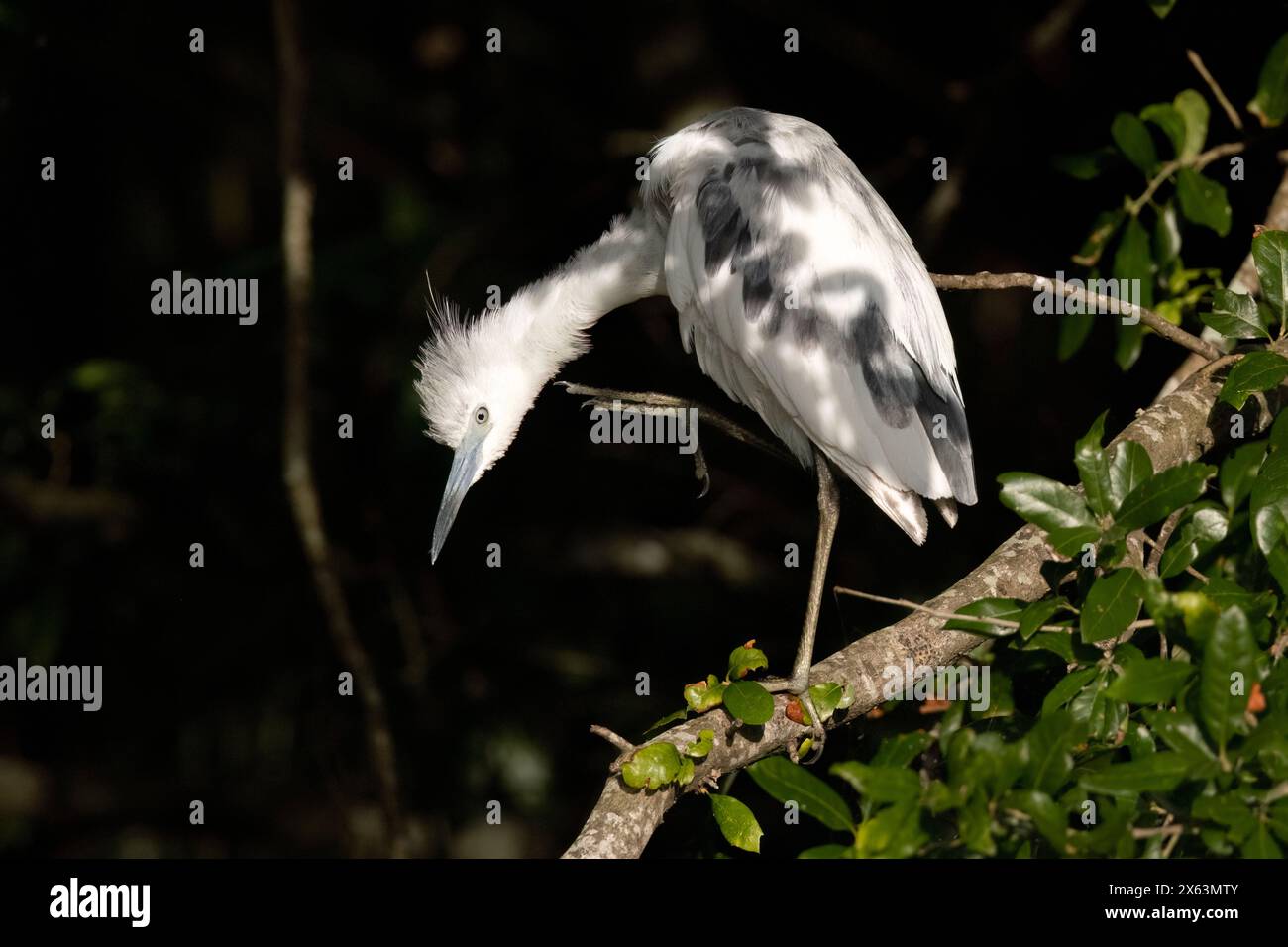 Airone azzurro immaturo (Egretta caerulea) che muta nel piumaggio adulto - Green Cay Wetlands, Boynton Beach, Florida, Stati Uniti Foto Stock