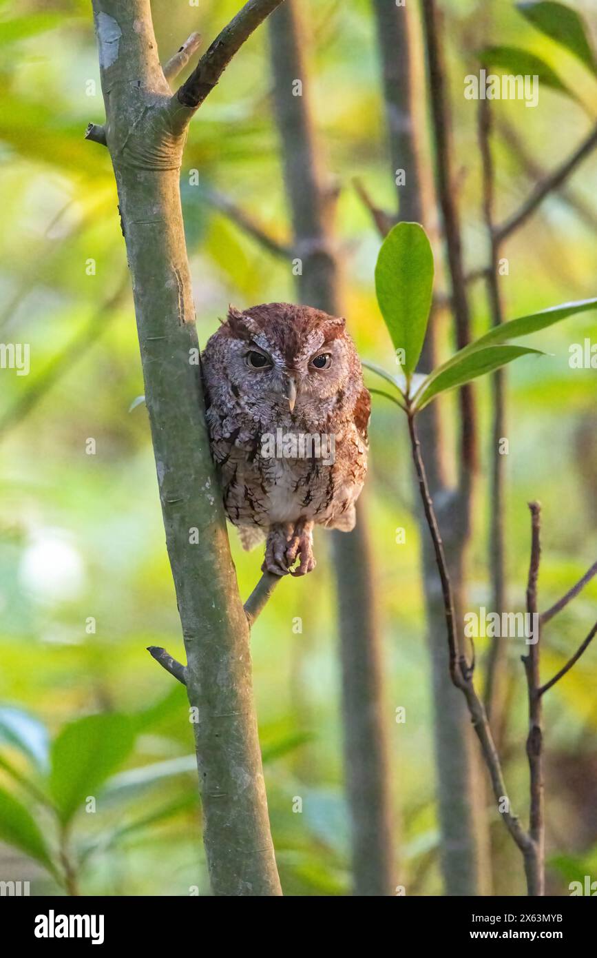 Eastern Screech-Owl (Megascops asio) - Green Cay Wetlands, Boynton Beach, Florida, USA Foto Stock