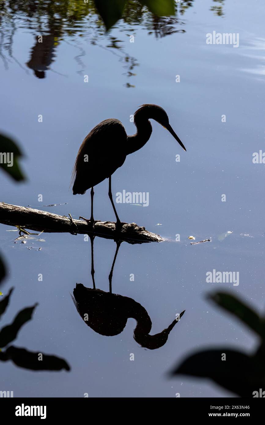 Silhouette di un airone tricolore (Egretta tricolor) - Wakodahatchee Wetlands, Delray Beach, Florida, USA Foto Stock