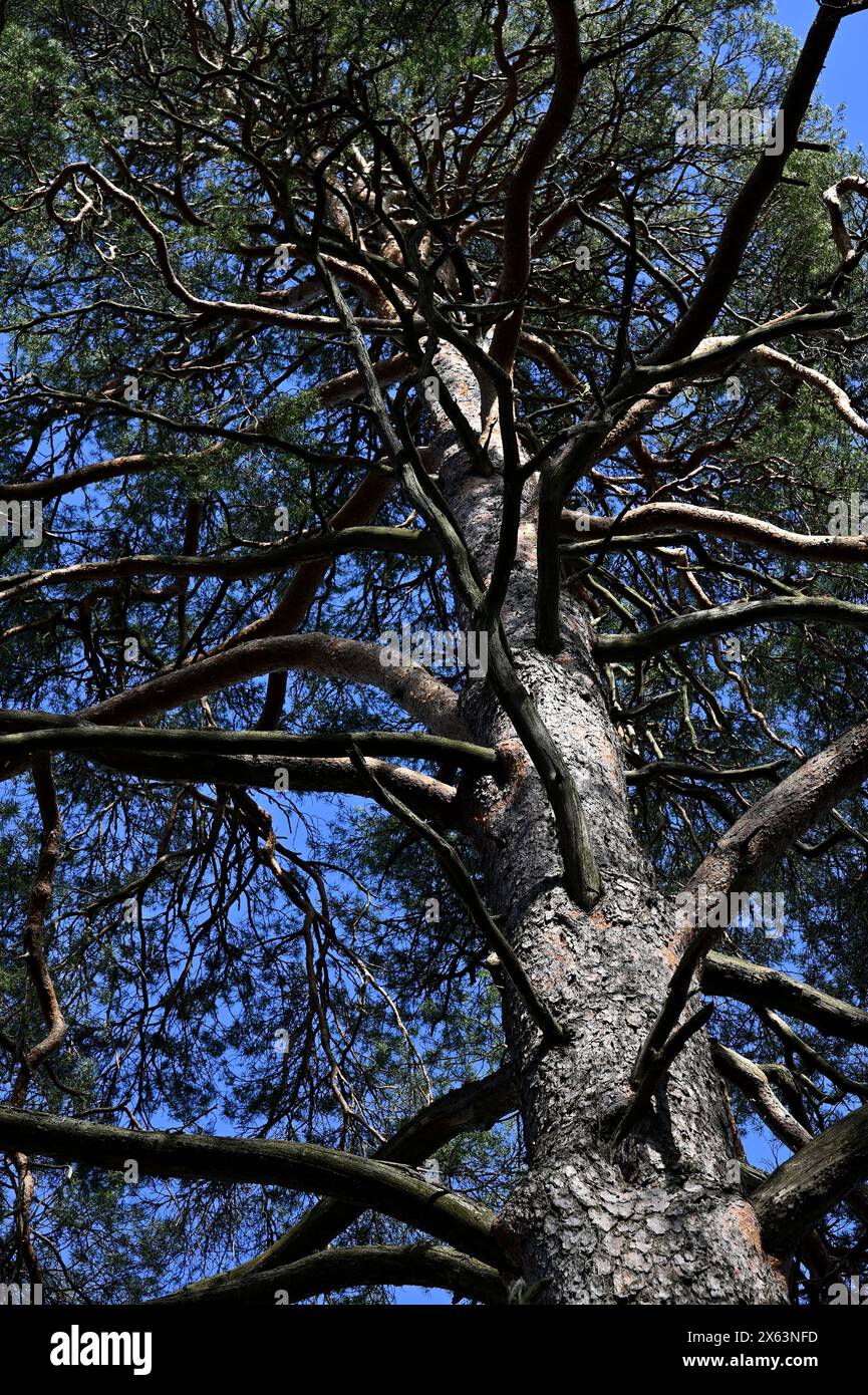la vista torreggiante di un grande albero dal basso, concentrandosi sui suoi intricati rami che si estendono contro il cielo blu Foto Stock