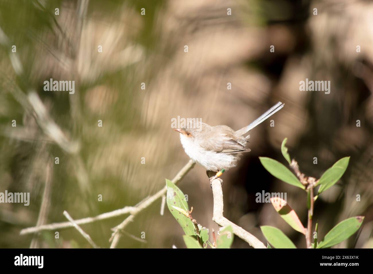 la fata femminile wren ha un corpo marrone chiaro con un cinturino bianco e un occhio arancione Foto Stock