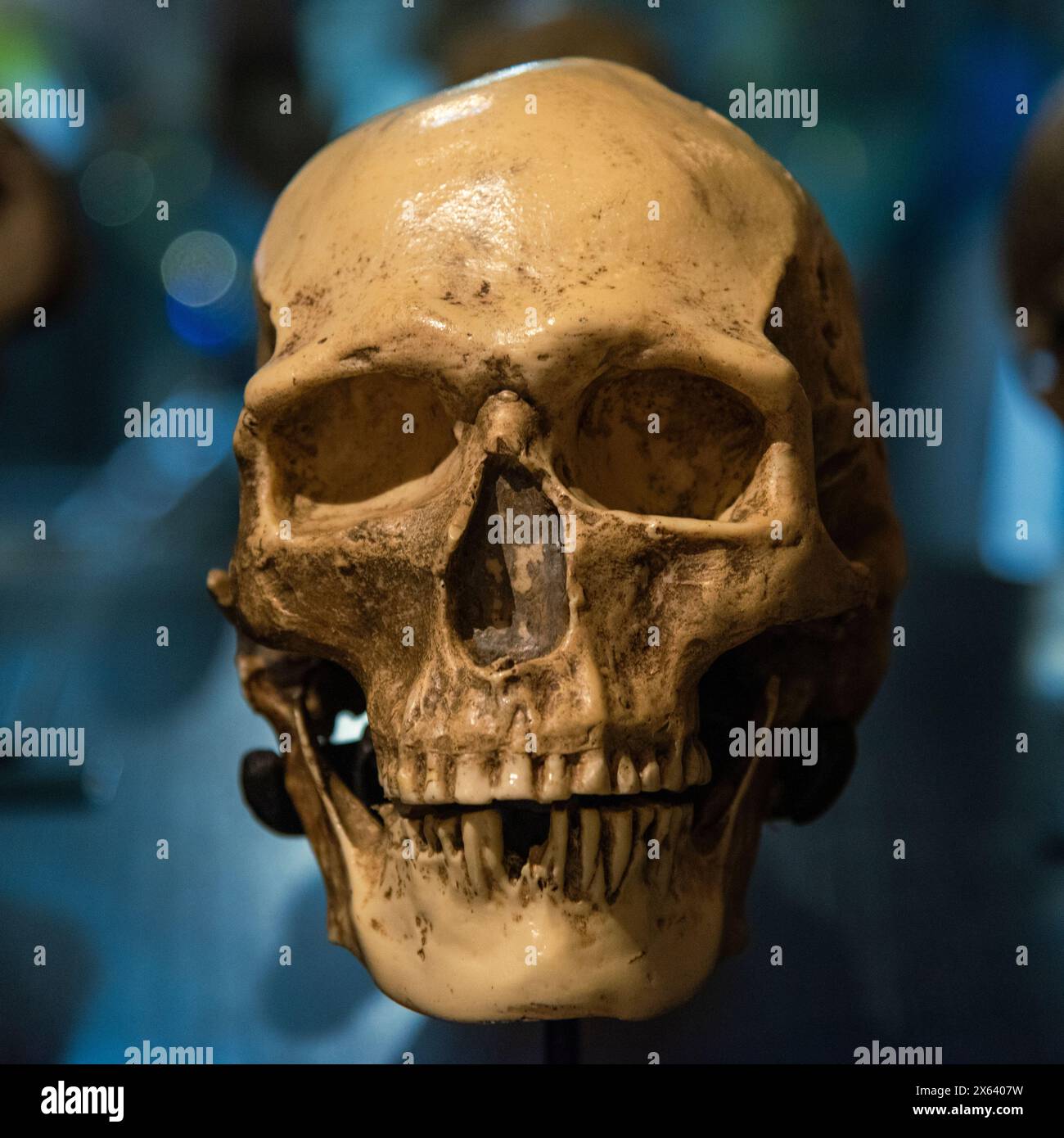 Cráneo de homo sapiens, calavera, evolución del ser humano Foto Stock