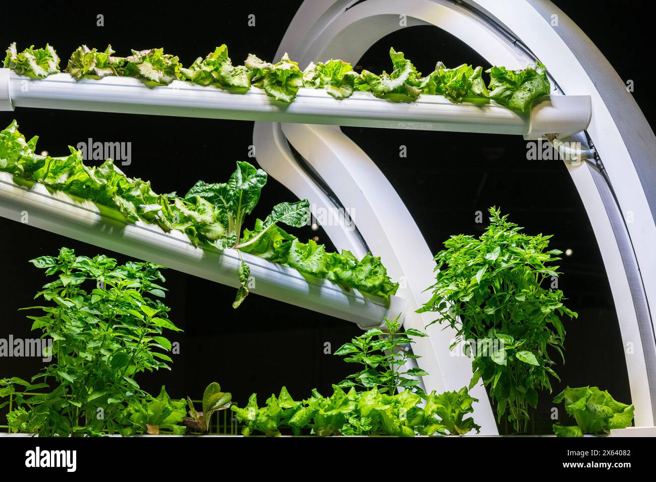 Innovación en la agricultura del futuro, cultivo de verduras y plantas en interiores Foto Stock