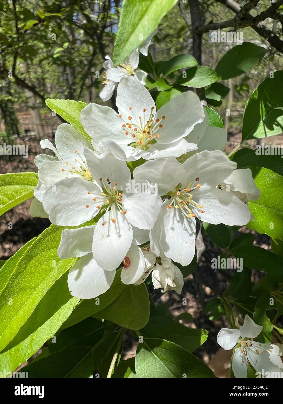 La pera fiorisce in primavera a Brooklyn, New York. Foto Stock