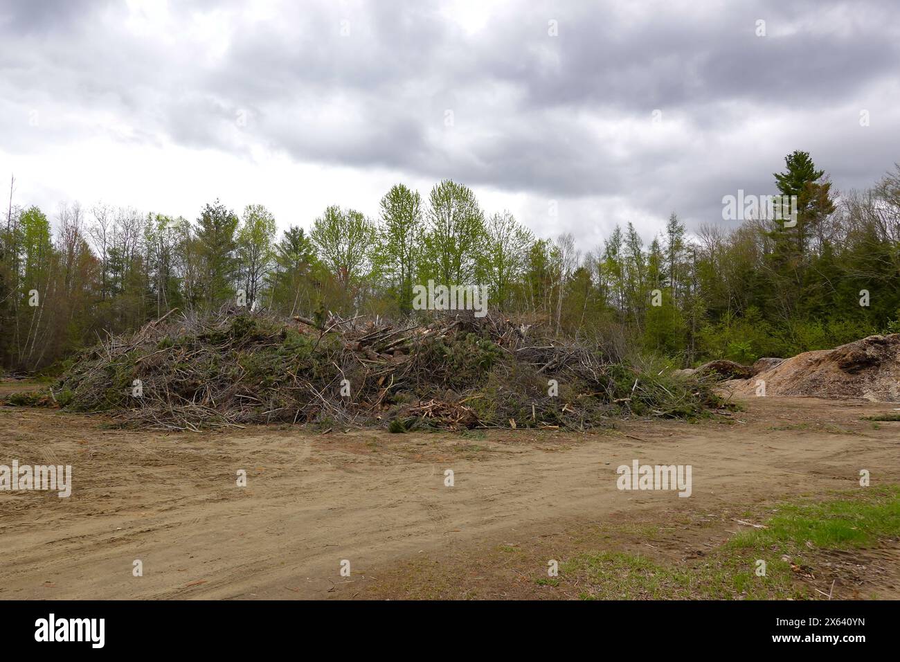Un'ampia pila di pennelli e arti arborei di una tempesta ventosa da tagliare in trucioli di legno Foto Stock